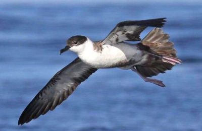O Algarve aposta na promoção do birdwatching