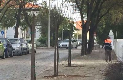 Câmara de Faro planta mais de 400 árvores na cidade