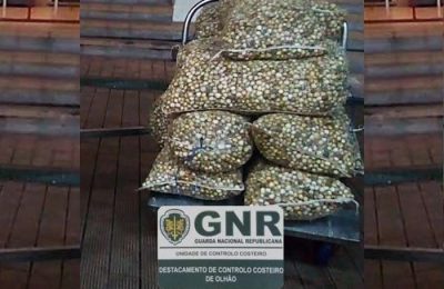 GNR de Olhão apreende mais de 230Kg de berbigão
