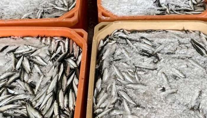 GNR de Portimão apreendeu 2,4Ton de sardinha